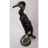 Taxidermy - Cormorant or Shag, not sure! Neil?