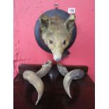 Taxidermy - Foxes head with rams horns