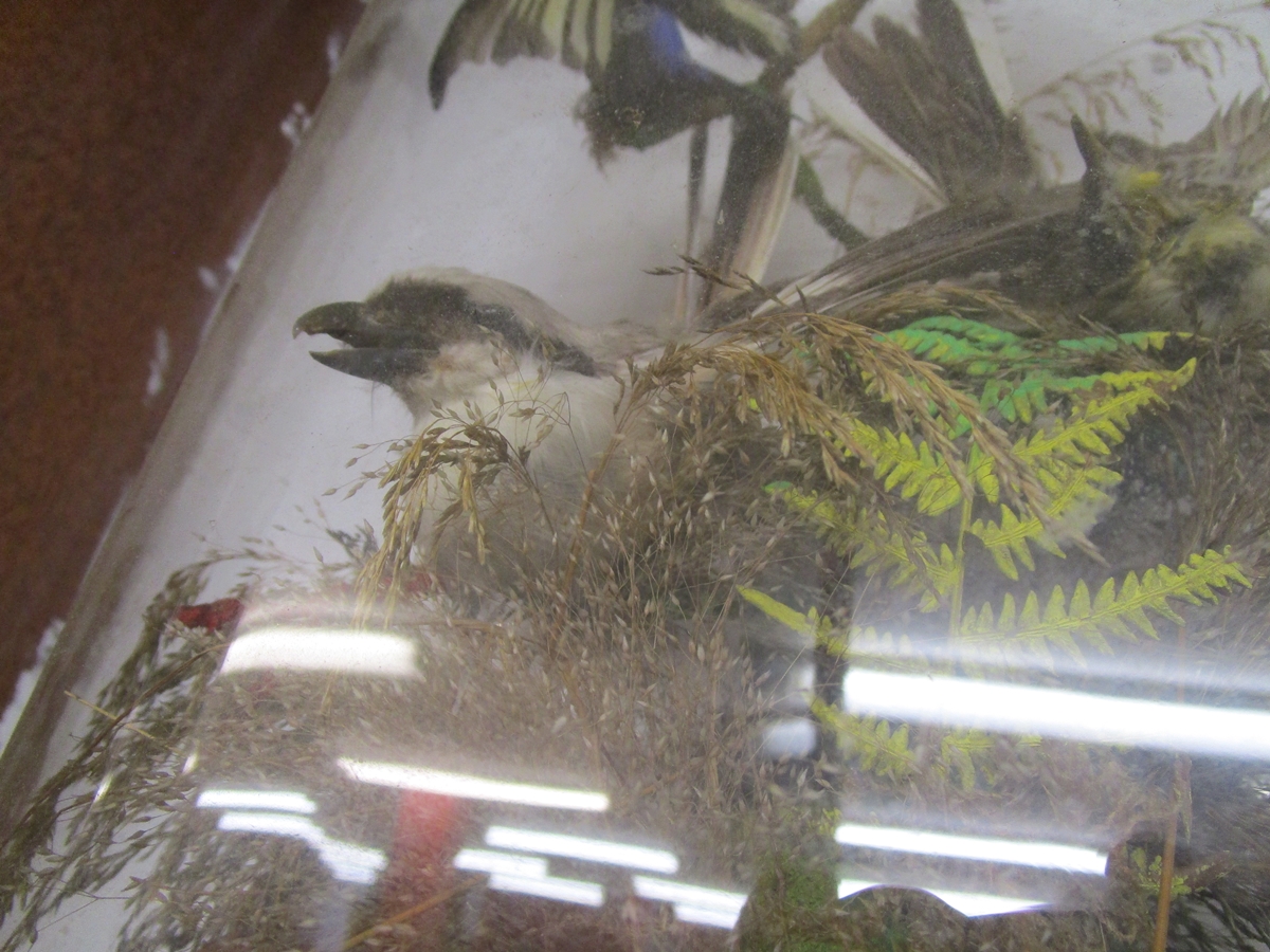 Taxidermy - 2 Ornithological specimens under domes - Image 5 of 5