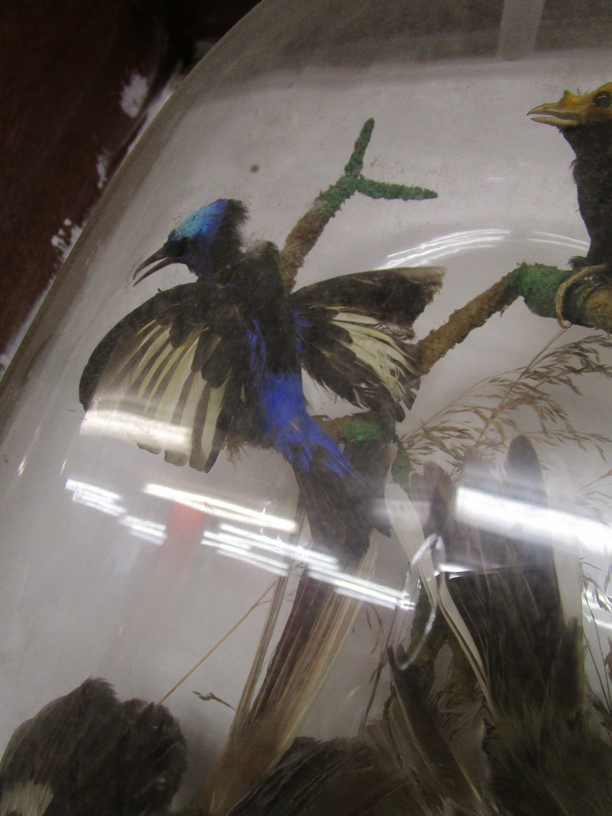 Taxidermy - 2 Ornithological specimens under domes - Image 4 of 5