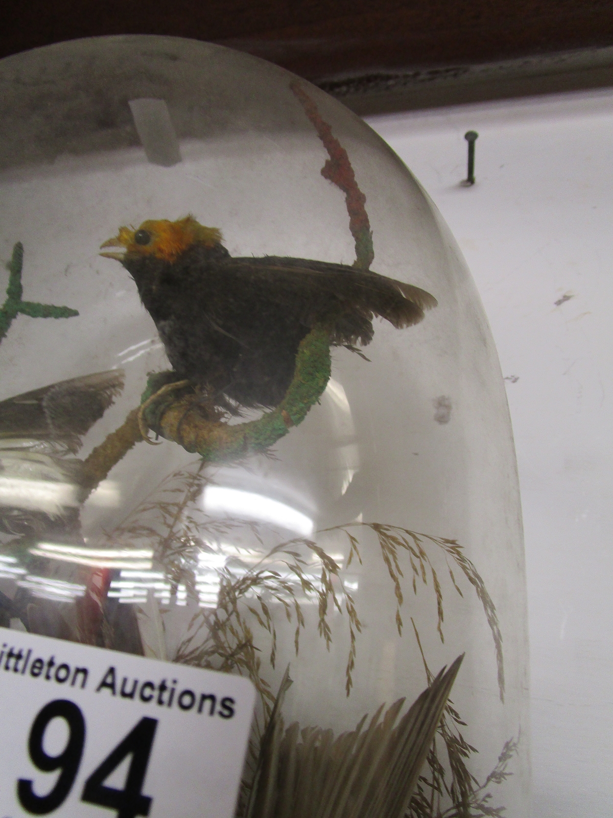 Taxidermy - 2 Ornithological specimens under domes - Image 3 of 5