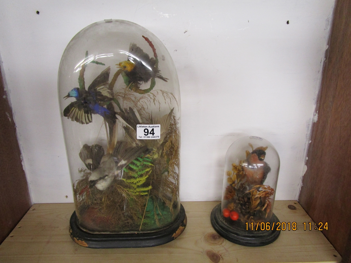 Taxidermy - 2 Ornithological specimens under domes