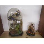 Taxidermy - 2 Ornithological specimens under domes