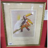 Lawson Wood Toucan print