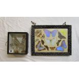 Taxidermy - Cased Thrush & cased butterflies