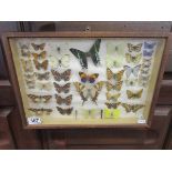 Cased butterflies