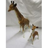 2 C20th Beswick giraffes to include a larger & a smaller example - The tallest example approx 32cm