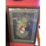 Watercolour of Red Squirrel signed Mitchel