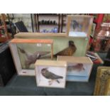 5 cased taxidermy birds