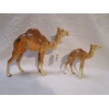 Beswick Camel & calf - Model 1043 & 1044