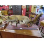 Taxidermy fox