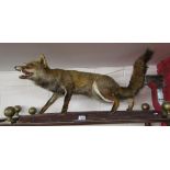 Taxidermy fox