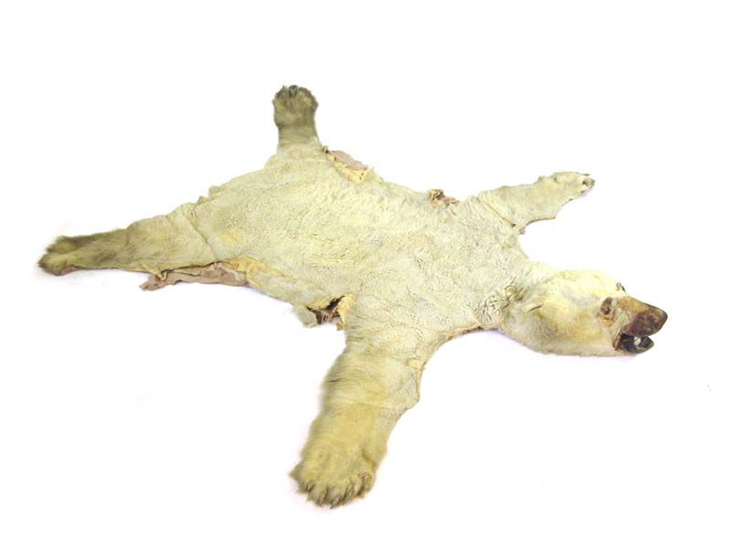 An early 20th century polar bear skin rug with teeth and claws,