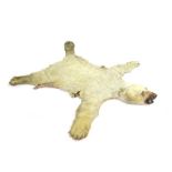 An early 20th century polar bear skin rug with teeth and claws,