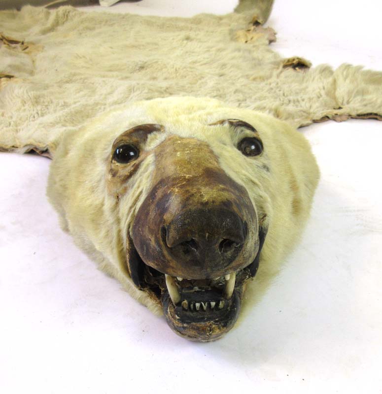An early 20th century polar bear skin rug with teeth and claws, - Image 2 of 3