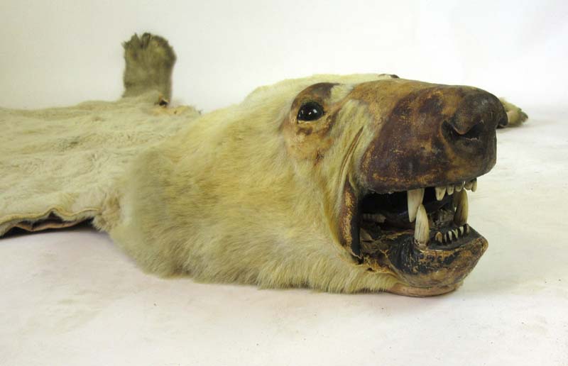 An early 20th century polar bear skin rug with teeth and claws, - Image 3 of 3