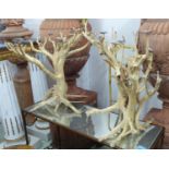 BOHO CHIC TREE BRANCH CANDELABRAS, a duo, abstract lighting layout, 80cm H approx.