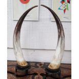 BUFFALO HORNS, a pair, on dark wood stands.