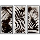 TROWBRIDGE GALLERY TRIPTYCH PHOTOGRAPH, 'The Zebra' by Jamie Thom, limited edition 19/295.