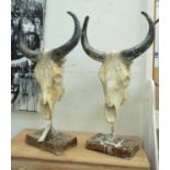 COWS SKULLS, a pair, in metal distressed painted finish on stands, 88cm H.
