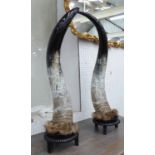 BUFFALO HORNS, a pair, 82cm x 19cm.