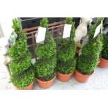 TOPIARY, a set of four, spiral box hedging, 100cm H.