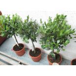 BAY TREES, a set of four, in pots, 91cm H.