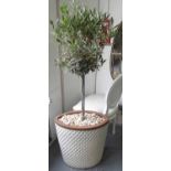 POTTED OLIVE TREES, a pair, 150cm H.