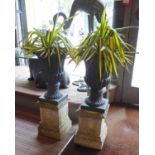 POTTED SNAKE PLANTS ON STANDS, a pair, 119cm H.