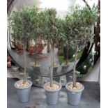 POTTED OLIVE TREES, a set of three, 130cm H tallest.