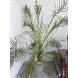 POTTED PALM TREE, or large proportions, in composite stone pot, 230cm H approx.