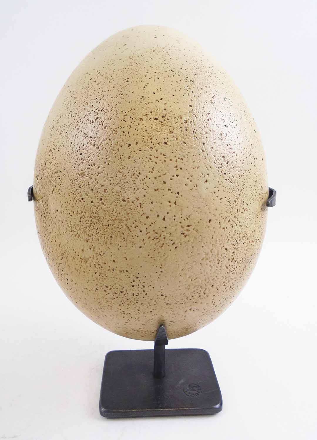 REPLICA 'ELEPHANT BIRD EGG', by Natural History artist and author Tony Ladd, 33cm H,