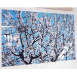 CONTEMPORARY SCHOOL 'The Japanese Cherry Blossom', 120cm L x 80cm H.