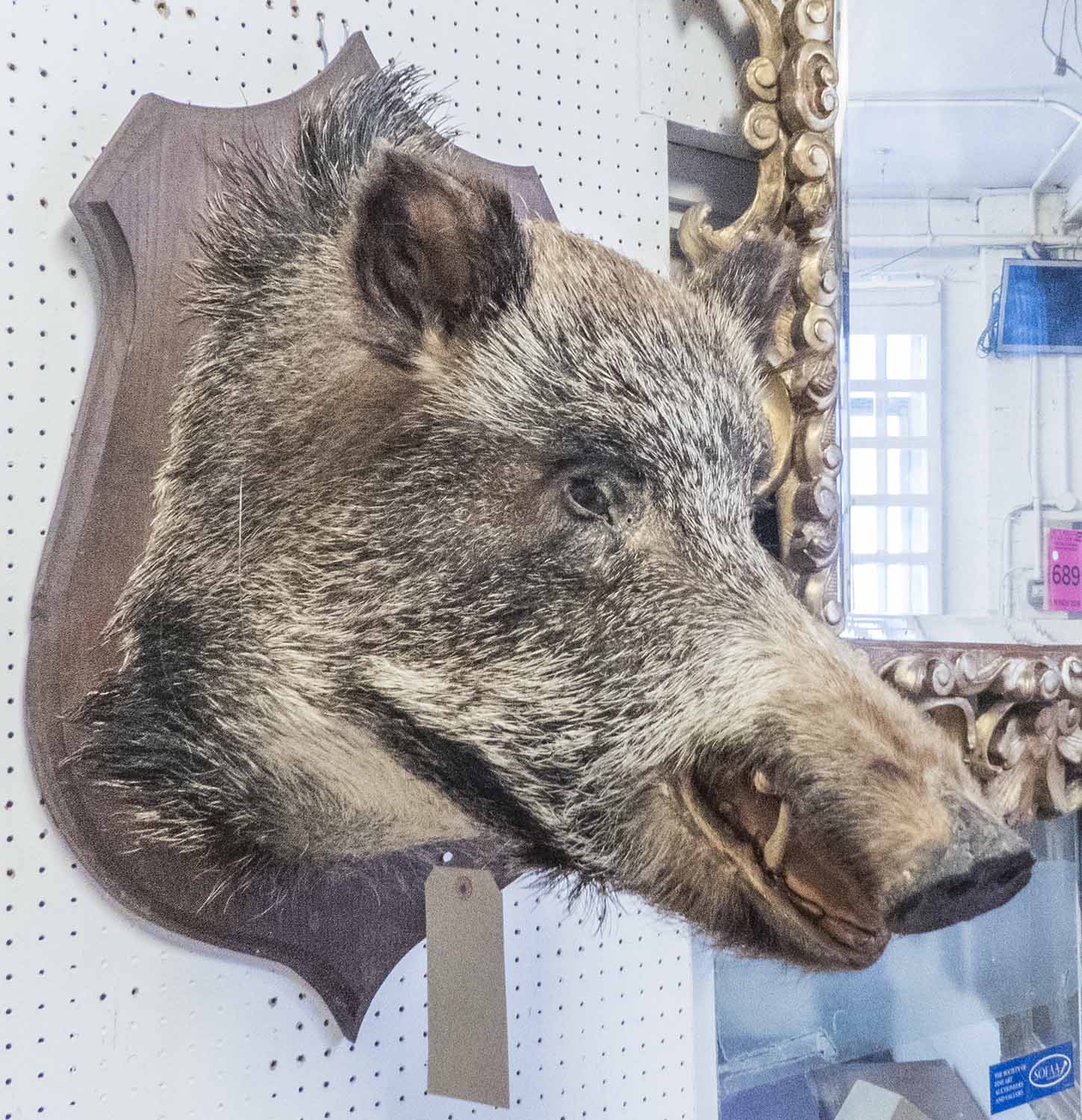 TAXIDERMY WILD BOARS HEAD, mounted on shield, 65cm H. - Image 2 of 2