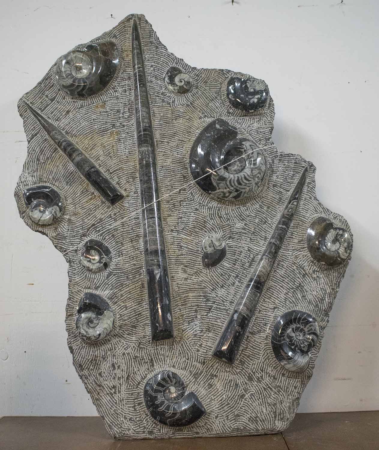 FOSSILISED PLAQUE, a group including ammonites and belemnites,