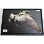 TAXIDERMY INTEREST - A PIGEON WING DISPLAY IN DISPLAY CASE