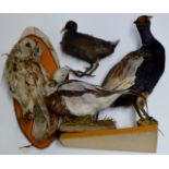 TAXIDERMY INTEREST - 4 VARIOUS STUFFED BIRD DISPLAYS