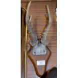 MOUNTED ANTLER DISPLAY INSCRIBED "FROM DOUGLAS CASTLE, STONEHILL, 1875"