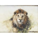 [§] DAVID SHEPHERD C.B.E., F.R.S.A. (BRITISH 1931-2017) LION Signed, oil on canvas 9cm x 13cm (3.5in