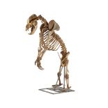 FULLY ARTICULATED CAVE BEAR SKELETON LATE PLEISTOCENE 126,000-11,700 BP A fully articulated skeleton