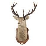 A FOURTEEN POINT 'IMPERIAL' STAGS HEAD DATED 1925 neck mounted on an oak shield, each antler with