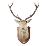 A TWELVE POINT 'ROYAL' STAGS HEAD DATED 1964 neck mounted on an oak shield, each antler with six