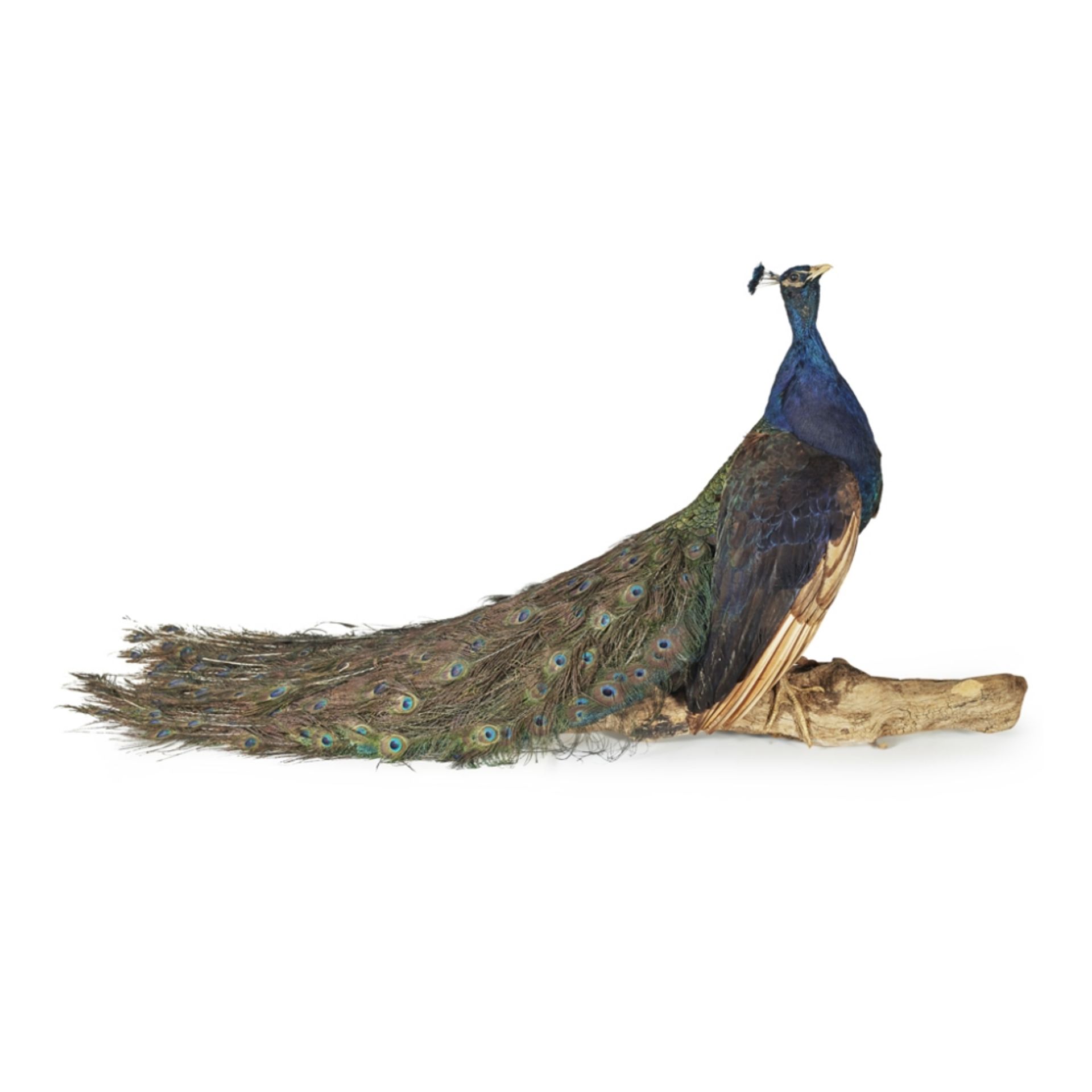 TAXIDERMY PEACOCK EARLY 20TH CENTURY full specimen, mounted on a natural wood stand 106cm long