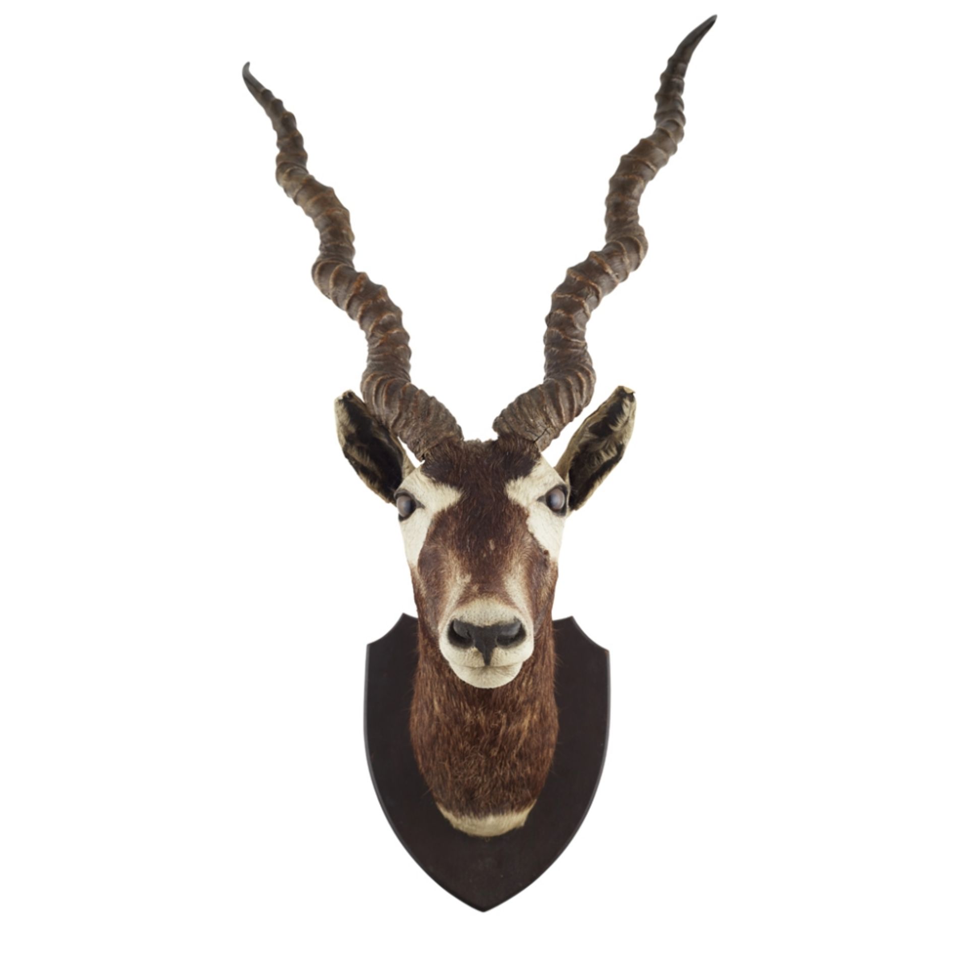 TAXIDERMY HEAD MOUNT OF AN INDIAN BLACKBUCK (ANTILOPE CERVICAPRA) with inset glass eyes, mounted