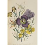 LOUDON, JANE WEBBTHE LADIES' FLOWER-GARDEN OF ORNAMENTAL BULBOUS PLANTS London: William Smith, 1841.