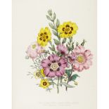 LOUDON, JANE WEBBTHE LADIES' FLOWER-GARDEN OF ORNAMENTAL GREENHOUSE PLANTS London: James Nelson &