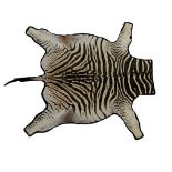 ZEBRA SKIN RUGon a black backing with trim282cm long (from trim at neck to tip of tail)Note: