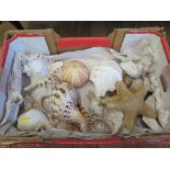 A large collection of sea shells including a trumpet triton (19)