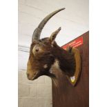 A mounted horned goat's head 45cm high