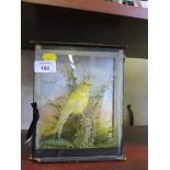 A cased taxidermy yellow canary, case 21.5cm high